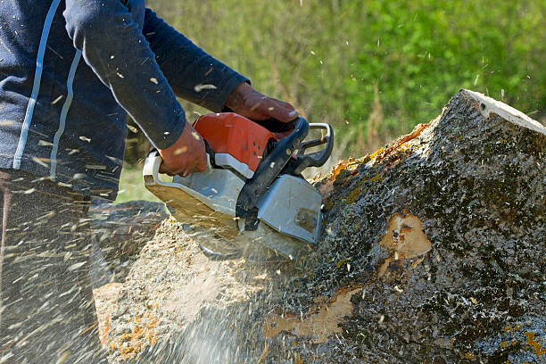 Best Professional Tree Care  in Cayce, SC